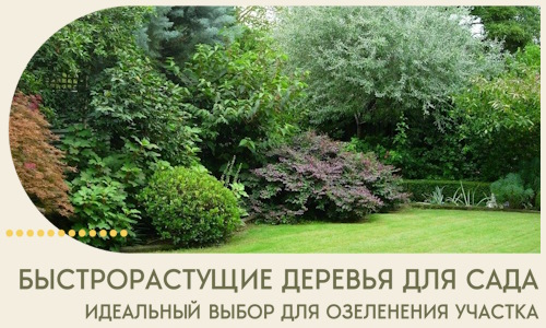 Быстрорастущие деревья для сада идеальный выбор в Старом Осколе
