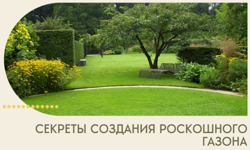 Секреты создания роскошного газона в Старом Осколе